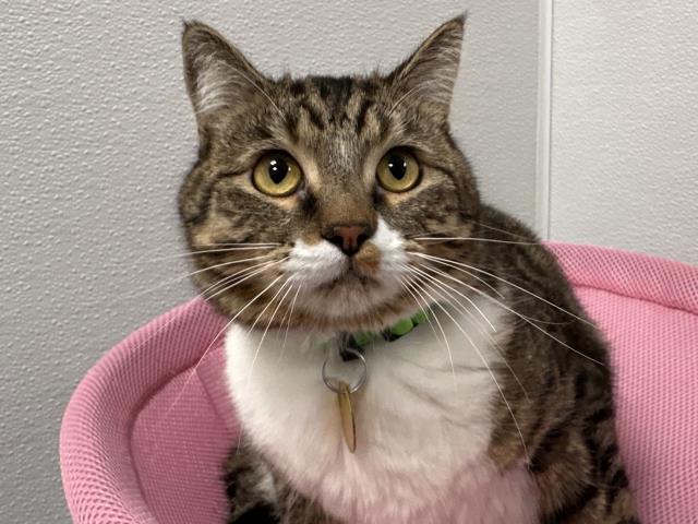 Mittens - Female - Domestic SH