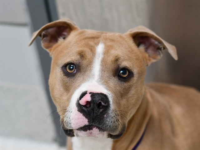 Mr Magorium - Male - Pit Bull