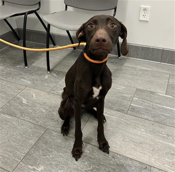 Franny - Female - German Shorthaired Pointer