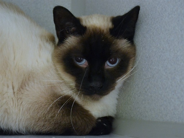 Colby - Male - Domestic SH