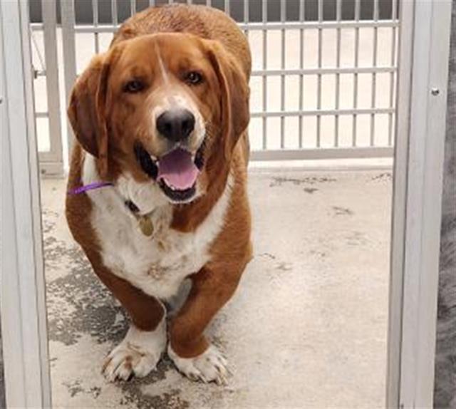 Diesel - Male - Basset Hound-Australian Cattle Dog