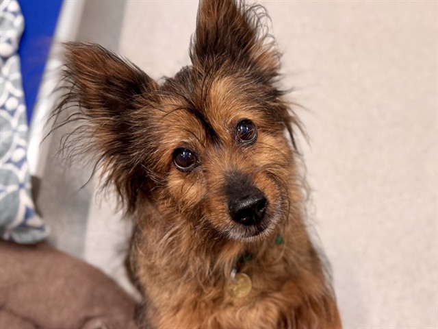 Mars - Female - Yorkshire Terrier-Chow