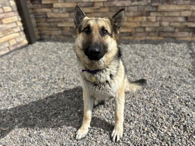 Rip - Male - German Shepherd