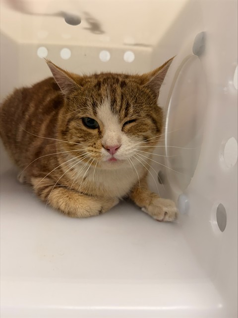 Squintz - Male - Domestic SH