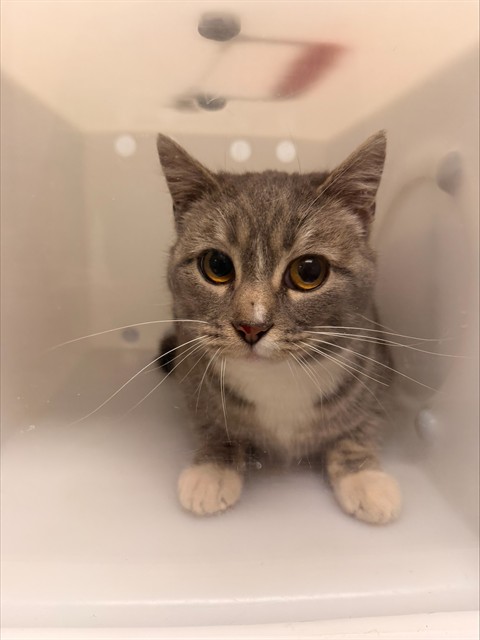 Jackie - Female - Domestic SH