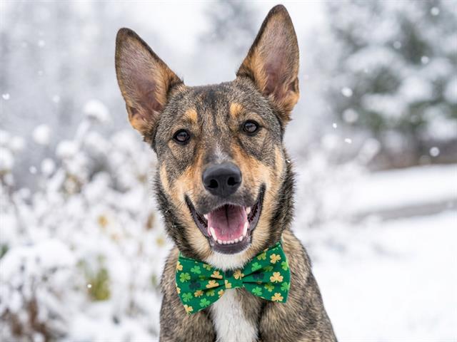 Eli - Male - German Shepherd-Mix