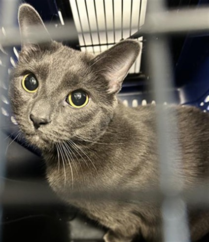 Ant - Unknown - Domestic SH