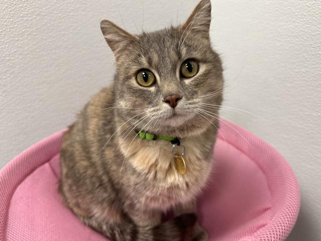 Kitty - Female - Domestic SH