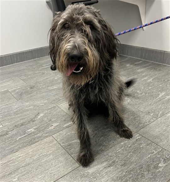 Anelli - Female - Standard Poodle-Mix