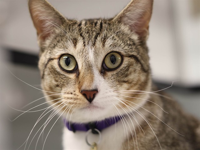 Messah - Male - Domestic SH