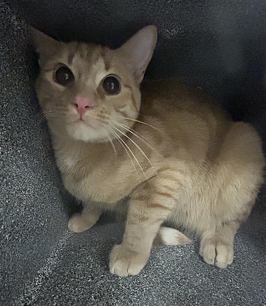 Mew - Unknown - Domestic SH