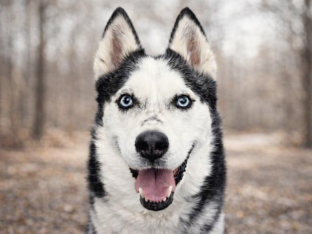 Nova - Female - Siberian Husky