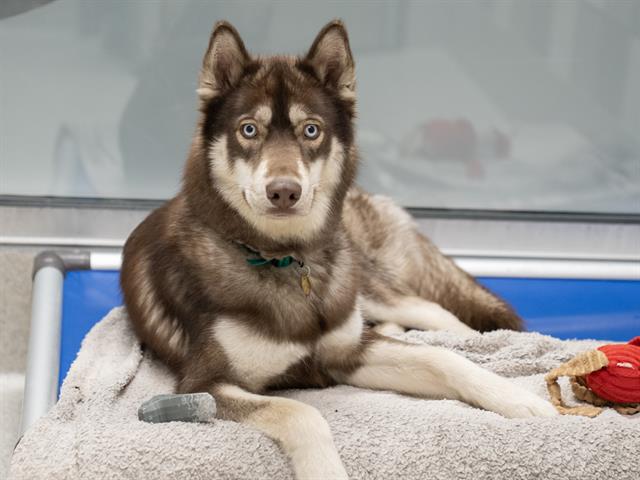 Junie - Female - Siberian Husky