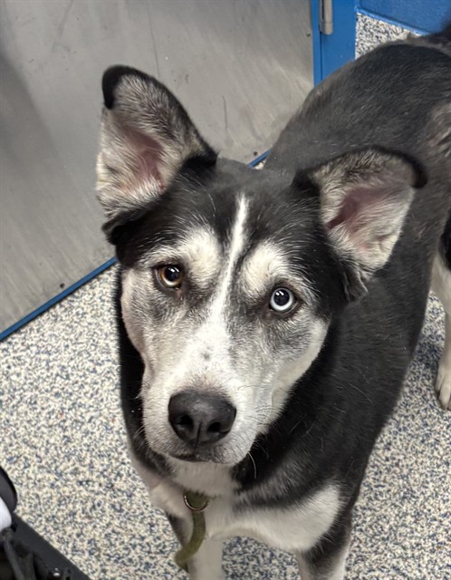 Luna - Female - Siberian Husky-Mix