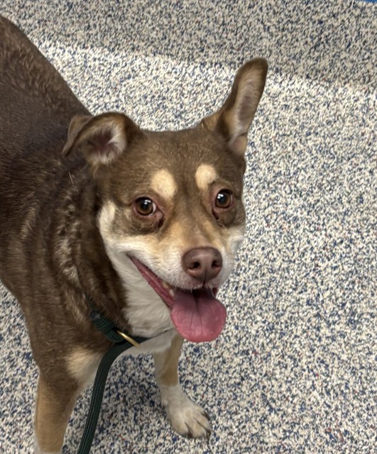 Pandora - Female - Rat Terrier-Mix