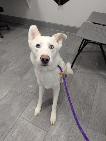 The Night King - Male - Siberian Husky