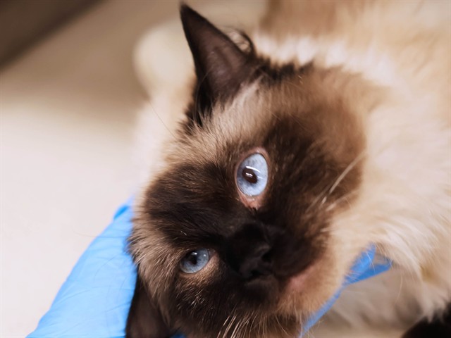 Luna - Female - Domestic LH