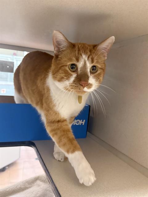 Stuart - Male - Domestic SH