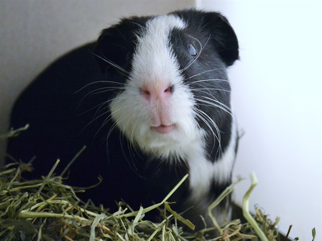 Mango - Male - Guinea Pig