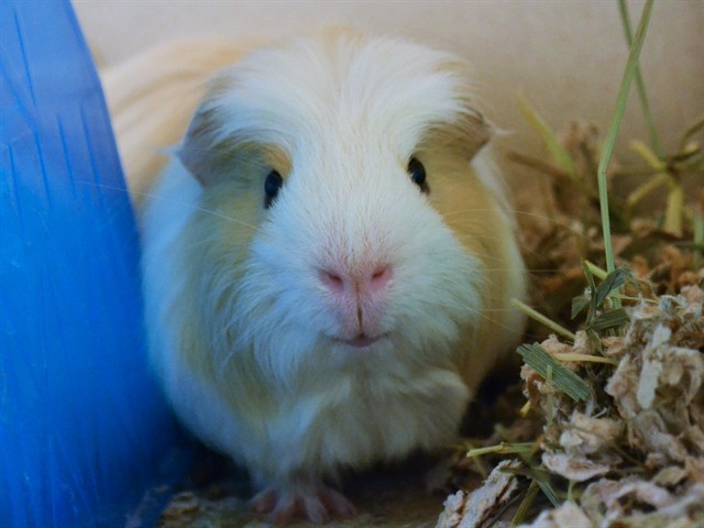 Guayaba - Male - Guinea Pig