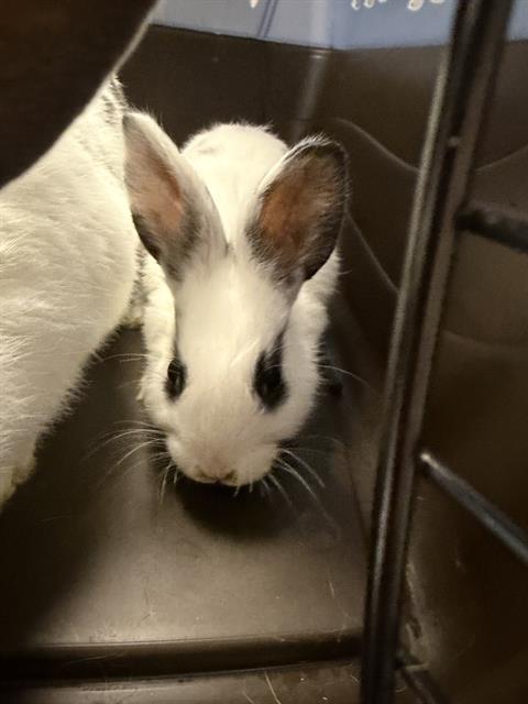 Biscuit - Male - Dwarf