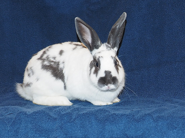 Buggs - Male - Short Hair