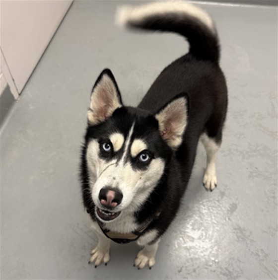 Lizzie - Female - Siberian Husky