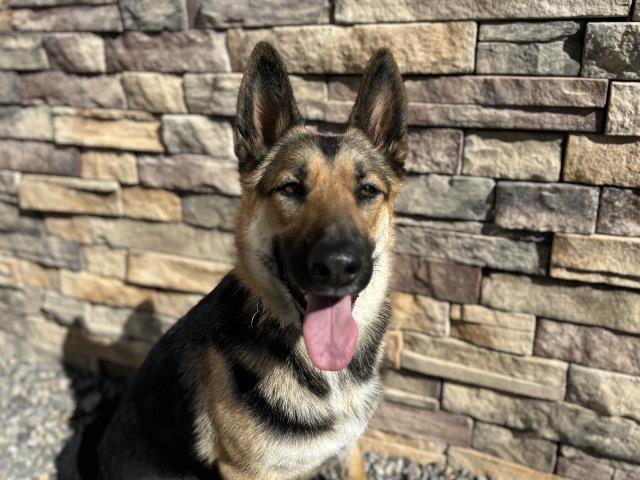 Willow - Female - German Shepherd-Labrador Retriever