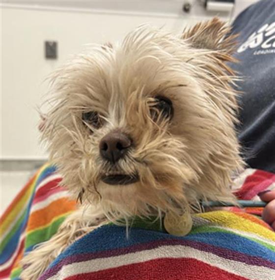 Petunia - Female - Yorkshire Terrier-Mix