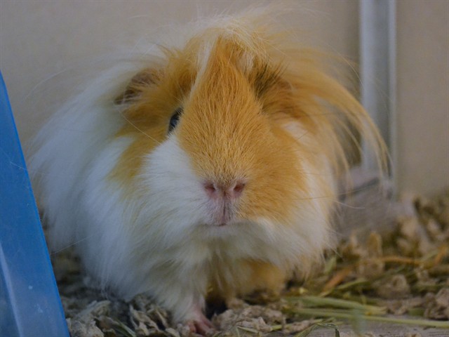 Pompa - Male - Guinea Pig