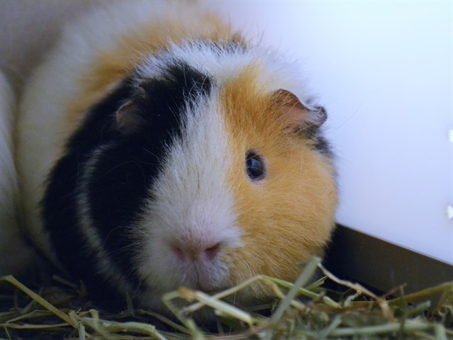 Wybie - Male - Guinea Pig
