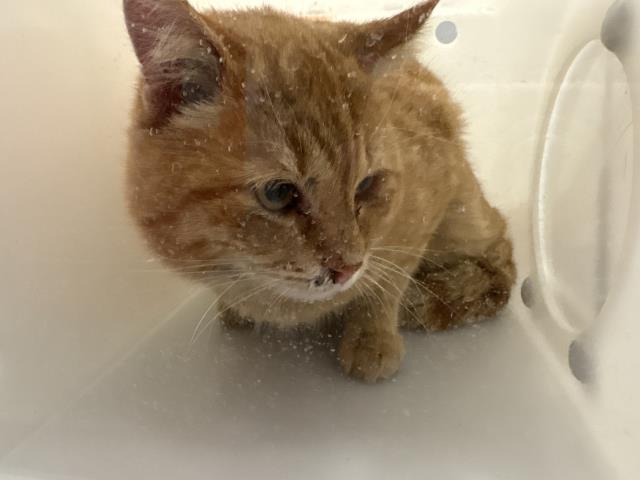 Andy - Male - Domestic SH