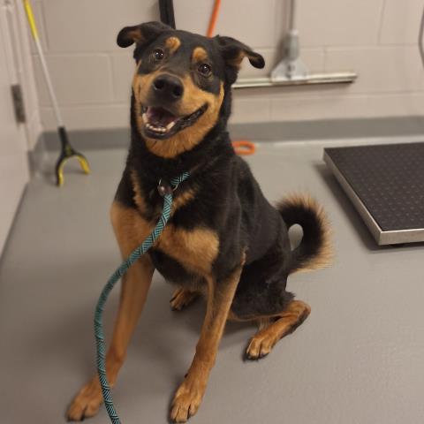 Ares - Male - Rottweiler-Golden Retriever