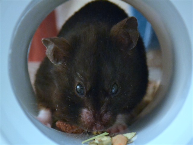 Nugget - Female - Teddy Bear