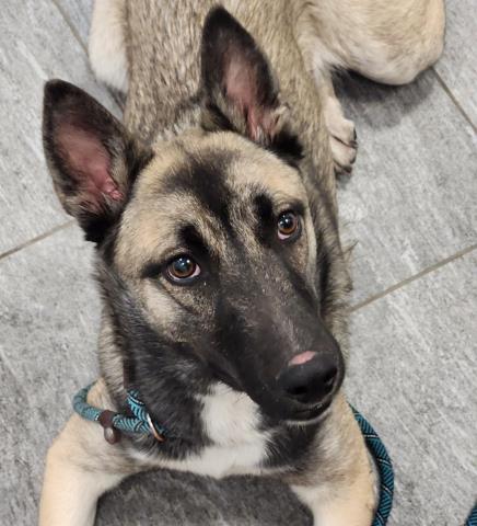 Adelaide - Female - Belgian Malinois-Mix
