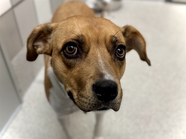Layla - Female - Boxer-Mix