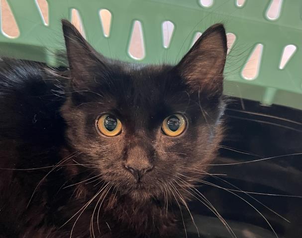 Kitten - Male - Domestic SH