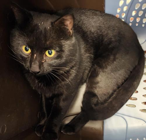  - Male - Domestic SH