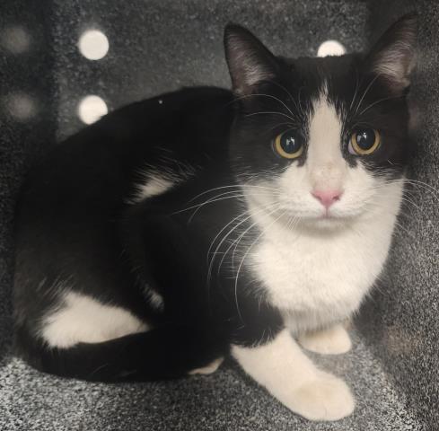 Susie - Female - Domestic SH