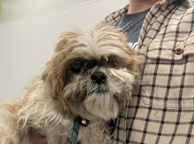 Bodhe - Male - Shih Tzu