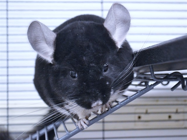 Olive Oil - Female - Chinchilla
