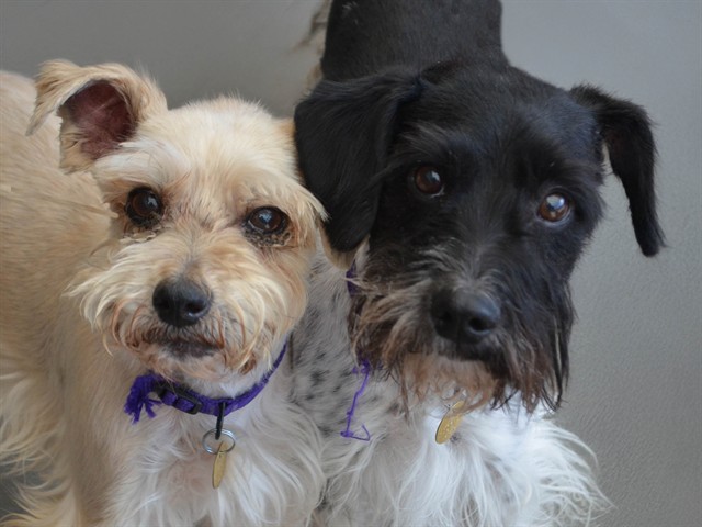 Bogie - Male - Miniature Schnauzer