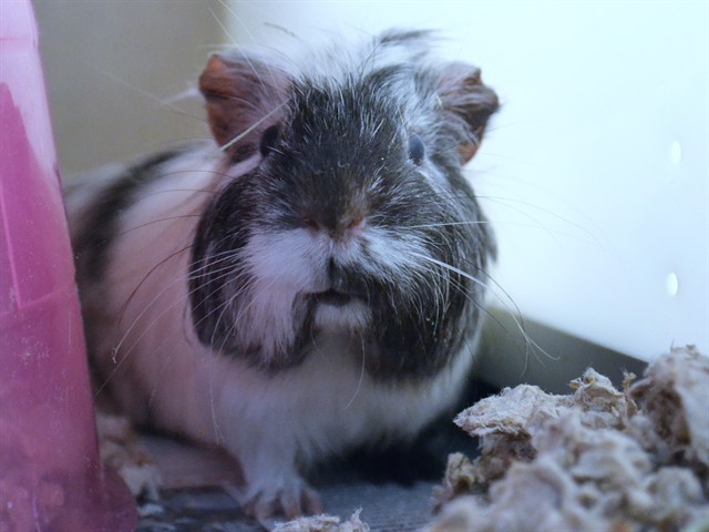 Thin Mint - Female - Guinea Pig