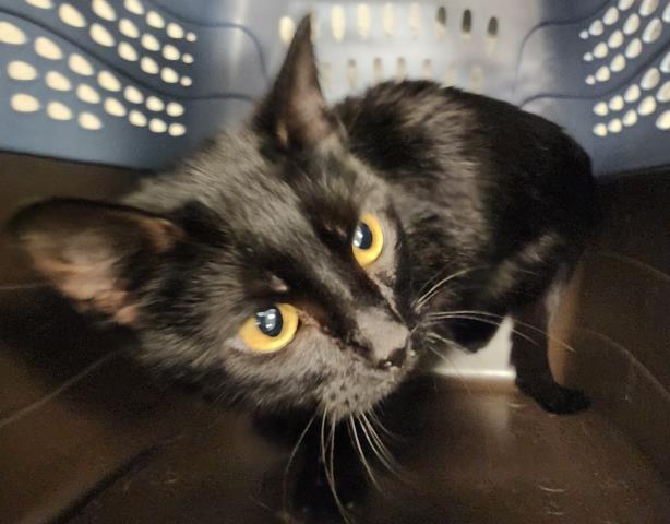  - Female - Domestic SH