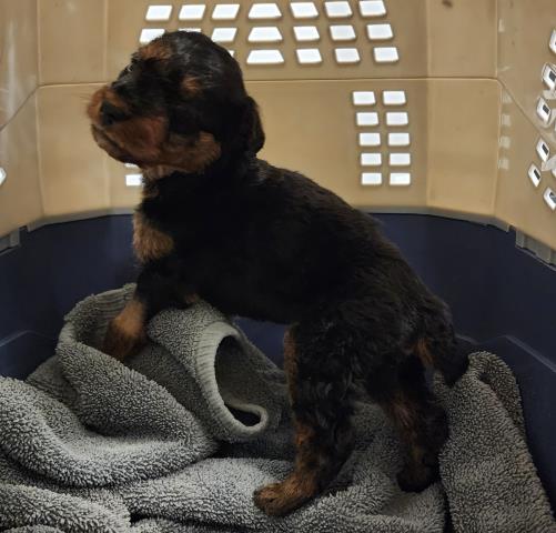  - Female - Airedale Terrier-Mix