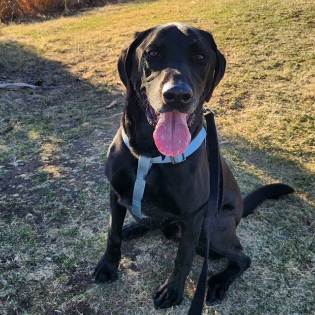 Ben - Male - Labrador Retriever