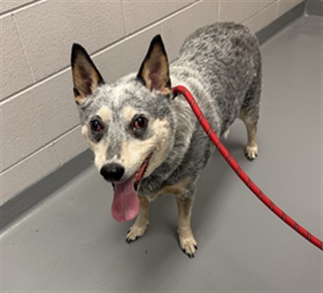 Kai - Female - Australian Cattle Dog