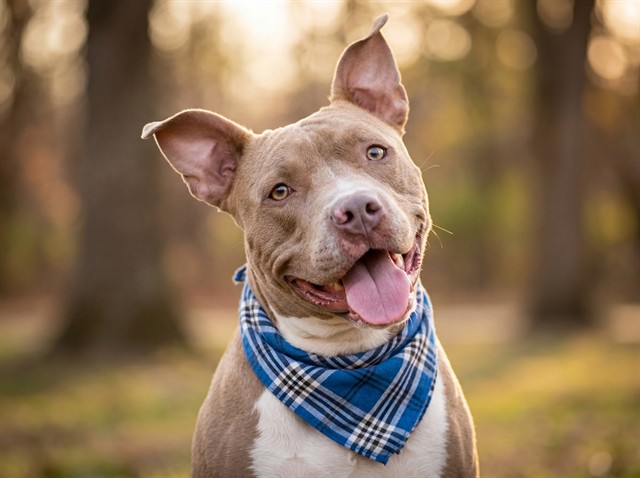 Duke - Male - Pit Bull