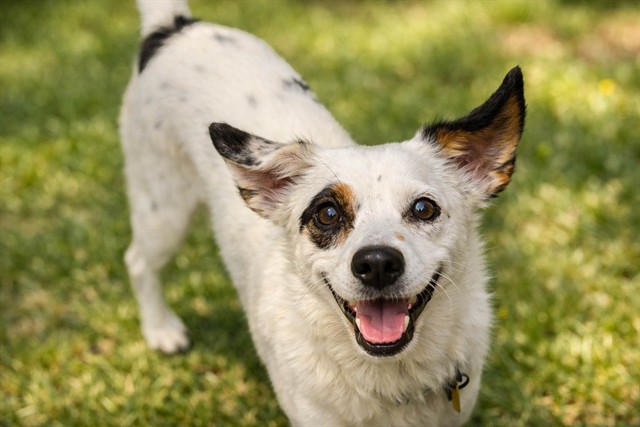 Oreo - Female - Australian Cattle Dog-Mix