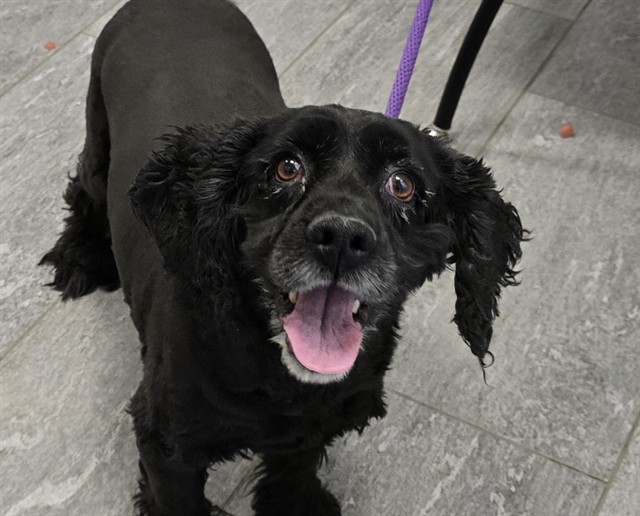 Orchid - Female - Cocker Spaniel